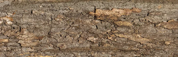 Эбоссированная Текстура Коры Дерева Белом Фоне Высокое Разрешение — стоковое фото