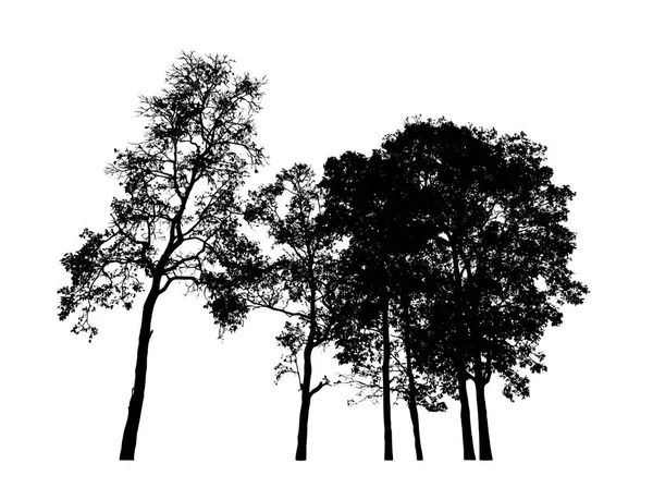 Bäume Silhouette Für Pinsel Auf Weißem Hintergrund — Stockfoto