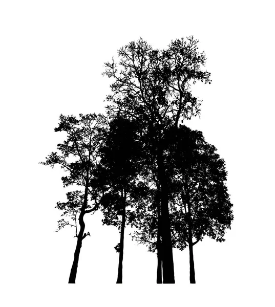 Силует Дерев Пензля Білому Тлі — стокове фото