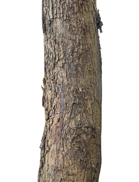 Kmen Stromu Izolované Bílém Pozadí — Stock fotografie