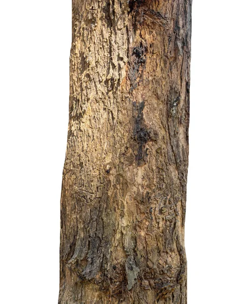 Beyaz arka planda izole edilmiş bir ağacın gövdesi.