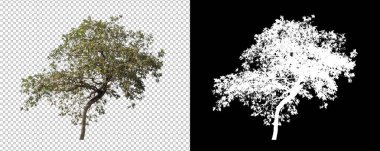 kırpma yolu ve alfa kanalı ile beyaz arkaplanda izole edilmiş ağaç