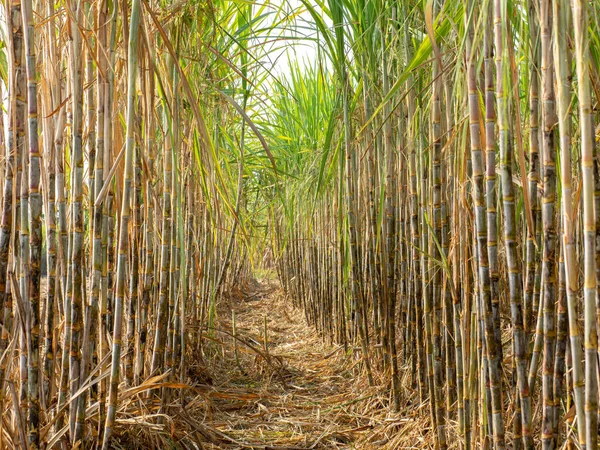 Şeker kamışı tarlaları, Tayland 'daki tropikal tarım bitkileri.