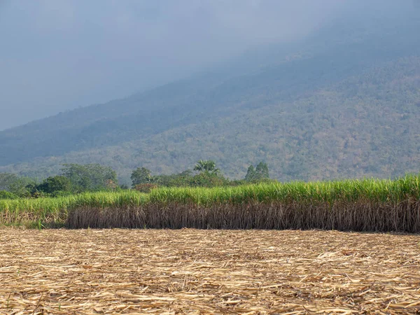 Suikerriet Plantages Landbouw Tropische Plant Thailand — Stockfoto