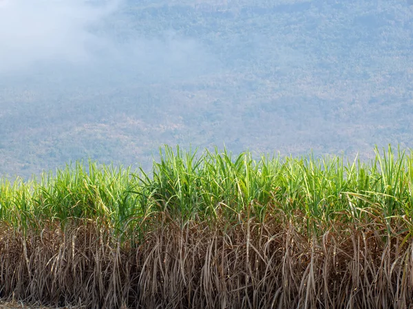 Plantações Cana Açúcar Agricultura Planta Tropical Tailândia — Fotografia de Stock