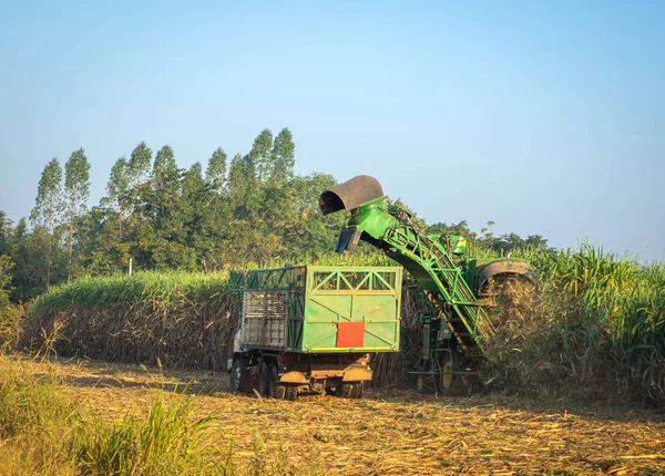 Máquina Colheita Cana Açúcar Carregando Caminhão Cana Açúcar Produtividade Pronta — Fotografia de Stock