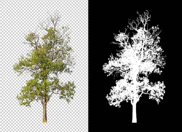 Δέντρο Απομονωμένο Λευκό Φόντο Διαδρομή Απόληξης Και Κανάλι Άλφα — Φωτογραφία Αρχείου