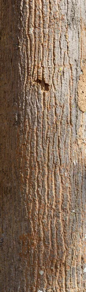 Ebenes Texturem Der Baumrinde Auf Weißem Hintergrund Hohe Auflösung Für — Stockfoto