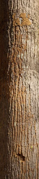 Wytłaczany Texturem Kory Drzewa Białym Tle Zdjęcie Wysoka Rozdzielczość Dla — Zdjęcie stockowe