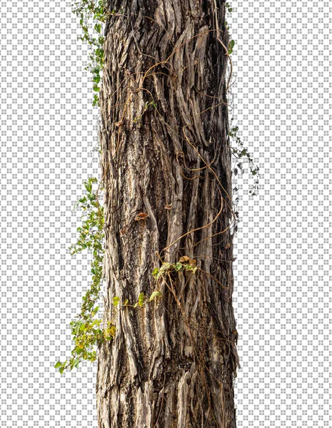 Trunk Tree Isolated White Background — Stock Photo, Image