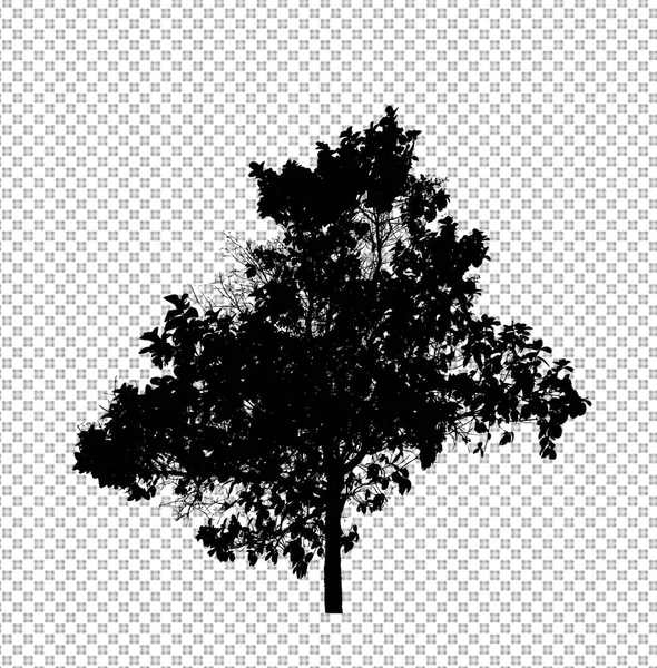 Puu Siluetti Harjalla Valkoisella Taustalla — kuvapankkivalokuva