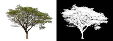 Kesme yolu ile şeffaf resim arkaplan, kırpma yolu ile tek ağaç ve siyah arka grup üzerinde alfa kanal
