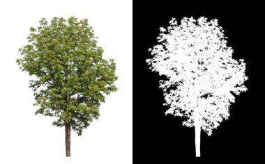 Kesme yolu ile şeffaf resim arkaplan üzerinde ağaç, kırpma yolu olan tek ağaç ve siyah arkaplanda alfa kanalı