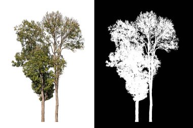 Kesme yolu ile şeffaf resim arkaplan, kırpma yolu ile tek ağaç ve siyah arka grup üzerinde alfa kanal