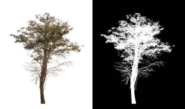 kırpma yolu ve alfa kanalı ile beyaz arkaplanda izole edilmiş ağaç.