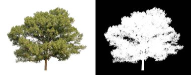 kırpma yolu ve alfa kanalı ile beyaz arkaplanda izole edilmiş ağaç.