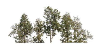 Yazın orman ve yeşillikler beyaz arka planda izole edilmiş