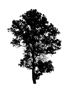 Beyaz arkaplanda fırça için ağaç silueti.