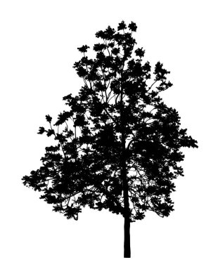 Beyaz arkaplanda fırça için ağaç silueti.