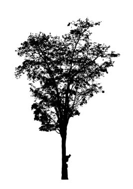 Beyaz arkaplanda fırça için ağaç silueti.