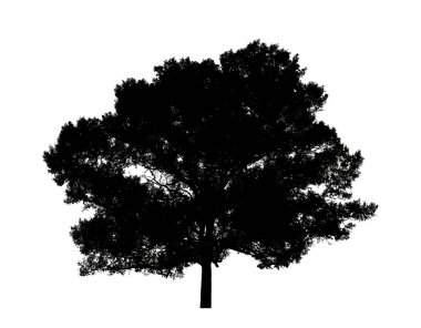 Beyaz arkaplanda fırça için ağaç silueti.