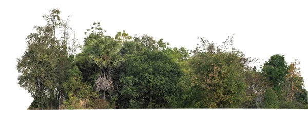 Bosque Follaje Verano Aislados Sobre Fondo Blanco — Foto de Stock