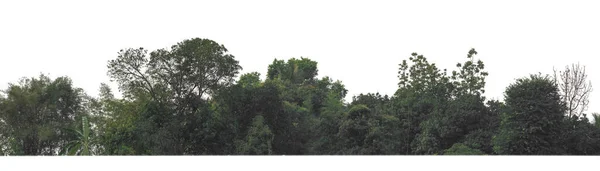 生长在白色背景下的夏季森林和树叶 — 图库照片