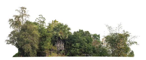 Ліс Листя Влітку Ізольовані Білому Тлі — стокове фото