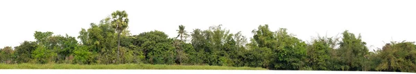 Floresta Folhagem Verão Isolado Sobre Fundo Branco — Fotografia de Stock