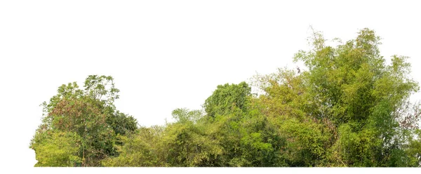 Лес Листья Летом Изолированы Белом Фоне — стоковое фото
