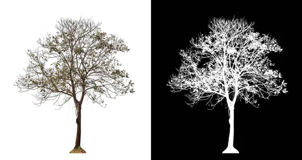 Tree Transparent Picture Background Clipping Path Single Tree Clipping Path — Stock Photo, Image