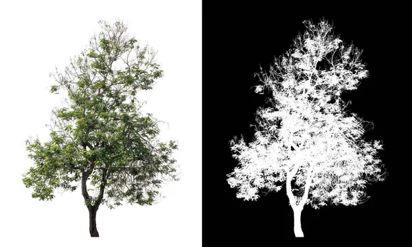 クリッピングパスを持つ透明画像背景の木 クリッピングパスを持つ単一の木と黒の背景にアルファチャンネル — ストック写真