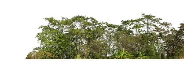 生长在白色背景下的夏季森林和树叶 — 图库照片