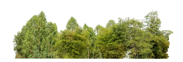 Yazın orman ve yeşillikler beyaz arka planda izole edilmiş