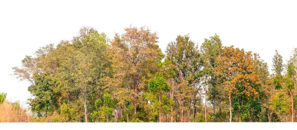Floresta Folhagem Verão Isolado Sobre Fundo Branco — Fotografia de Stock