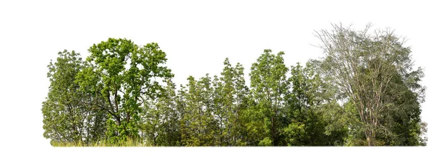 Wald Und Laub Sommer Isoliert Auf Weißem Hintergrund — Stockfoto