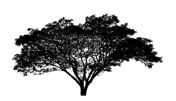 Silueta Árbol Para Pincel Sobre Fondo Blanco —  Fotos de Stock