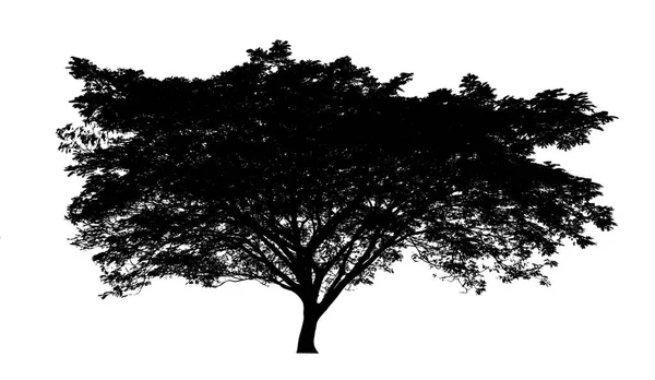 Tree Silhouette Brush White Background — Stock Photo, Image