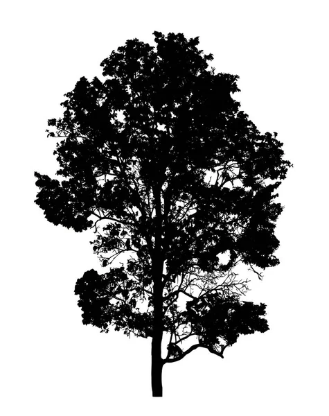 Silhouette Albero Pennello Sfondo Bianco — Foto Stock