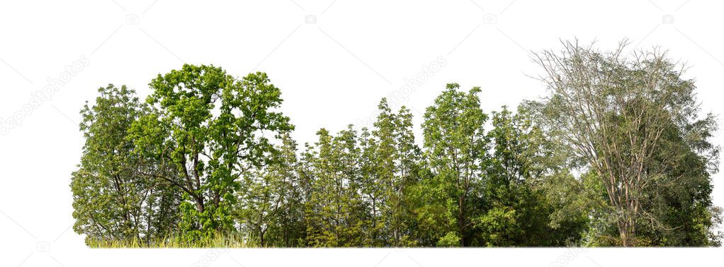 Forest and foliage in summer isolated on white background