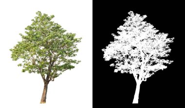 Kesme yolu ile şeffaf resim arkaplan, kırpma yolu ile tek ağaç ve siyah arka grup üzerinde alfa kanal