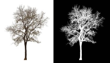 Kesme yolu ile şeffaf resim arkaplan, kırpma yolu ile tek ağaç ve siyah arka grup üzerinde alfa kanal