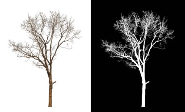 Kesme yolu ile şeffaf resim arkaplan üzerinde ölü ağaç, kırpma yolu ile tek ağaç ve siyah arka grup üzerinde alfa kanal