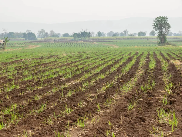 Plantations Canne Sucre Plante Tropicale Agricole Thaïlande — Photo