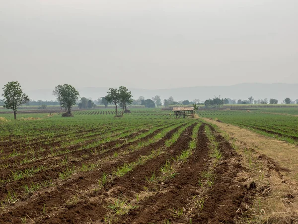 Cukrová Třtina Plantáže Zemědělství Tropické Rostliny Thajsku — Stock fotografie