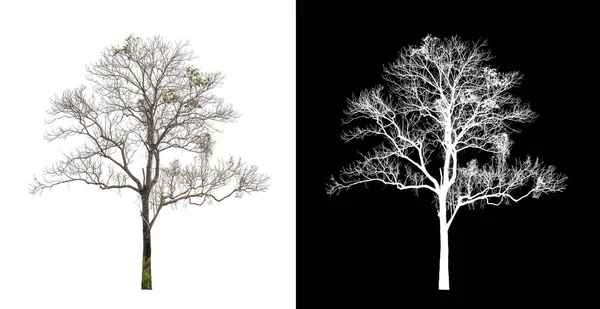 Tree Transparent Picture Background Clipping Path Single Tree Clipping Path — Stock Photo, Image