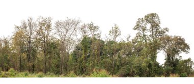 Yeşil ağaçlar beyaz arka planda izole edilmiştir. Yazın hem yazdırma hem de kesim yolu ve alfa kanalı ile web pagesleri için orman ve yeşilliktir.