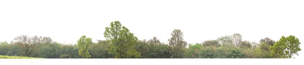 Árvores Verdes Isoladas Fundo Branco Floresta Folhagem Verão Para Impressão — Fotografia de Stock