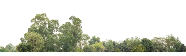 Árvores Verdes Isoladas Fundo Branco Floresta Folhagem Verão Para Impressão — Fotografia de Stock