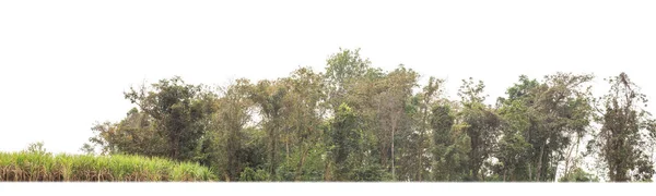 Arbres Verts Isolés Sur Fond Blanc Forêt Feuillage Été Pour — Photo